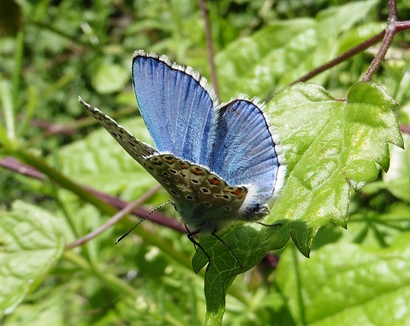 Licena da ID - Polyommatus (Lysandra) bellargus
